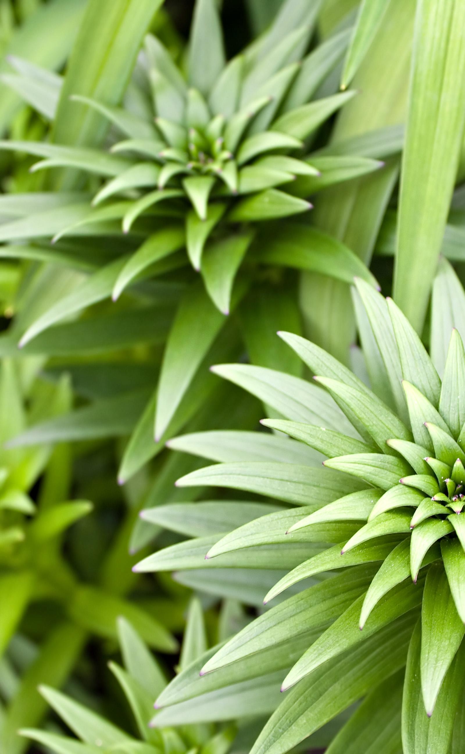 Bengaluru Residents Grow 10+ Plants Year-Round With These Methods